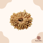 19 Mukhi Rudraksha Nepal- 25mm