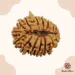 19 Mukhi Rudraksha Nepal- 25mm - view 2