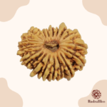 19 Mukhi Rudraksha Nepal- 25mm - view 3