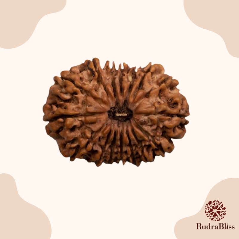 19 Mukhi Rudraksha bead - Nepali collection
