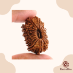 19 Mukhi Rudraksha Nepal- 27mm - view 2