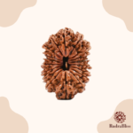 19 Mukhi Rudraksha Nepal- 27mm - view 3