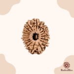 21 Mukhi Rudraksha Nepal -26mm