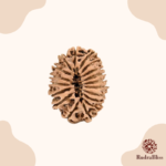 21 Mukhi Rudraksha Nepal -26mm - view 2