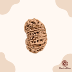 21 Mukhi Rudraksha Nepal -26mm - view 3