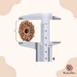 21 Mukhi Rudraksha Nepal -26mm - view 4