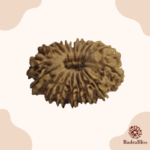 19 Mukhi Rudraksha Nepal 24mm