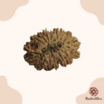 19 Mukhi Rudraksha Nepal 24mm - view 2