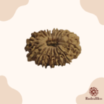 19 Mukhi Rudraksha Nepal 24mm - view 3