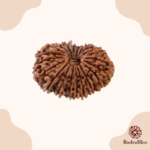 20 Mukhi Rudraksha Nepal -25mm - view 2