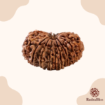 20 Mukhi Rudraksha Nepal -25mm - view 3