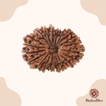 21 Mukhi Rudraksha Nepal- 24mm - view 2
