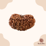 21 Mukhi Rudraksha Nepal- 24mm - view 3