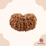 21 Mukhi Rudraksha Nepal -27mm - view 2
