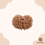 21 Mukhi Rudraksha Nepal -27mm - view 3