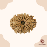 14 Mukhi Rudraksha - Nepal - 21mm Size