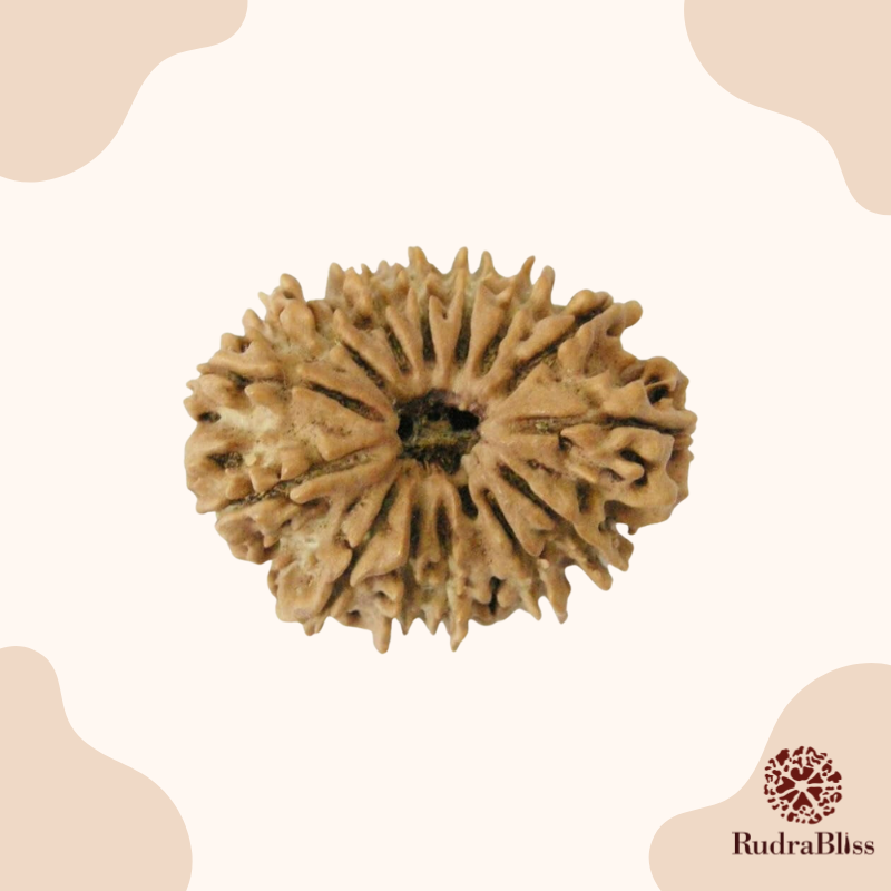 14 Mukhi Rudraksha - Nepal - 21mm Size