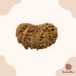 14 Mukhi Rudraksha - Nepal - 21mm Size - view 2