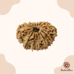 14 Mukhi Rudraksha - Nepal - 21mm Size - view 3