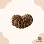 16 Mukhi Rudraksha Nepal 25mm - view 2