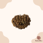 16 Mukhi Rudraksha Nepal 25mm - view 3