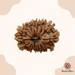 17 Mukhi Rudraksha - Nepal - 24.75mm