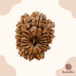 17 Mukhi Rudraksha - Nepal - 24.75mm - view 2