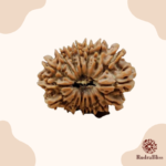 17 Mukhi Rudraksha - Nepal - 24.75mm - view 3