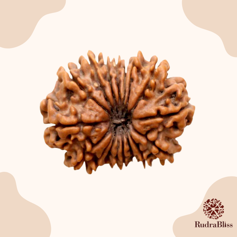 17 Mukhi Rudraksha bead - Nepali collection