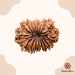 17 Mukhi Rudraksha Nepal 28mm - view 2