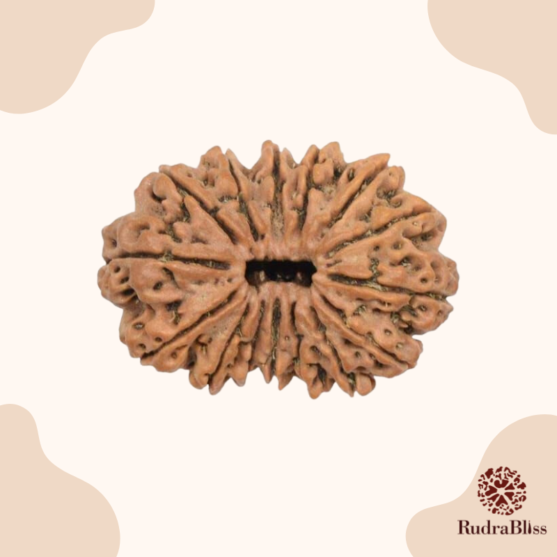 20 and 21 Mukhi Rudraksha bead - Nepali collection