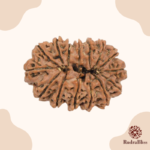 21 Mukhi Rudraksha Nepal -22mm - view 2