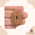 15 Mukhi Rudraksha Nepal 27mm - view 3