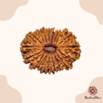 18 Mukhi Rudraksha bead - Nepali collection