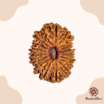 18 Mukhi Rudraksha Nepal 26mm - view 2