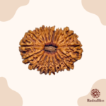 18 Mukhi Rudraksha Nepal 26mm - view 3