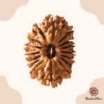 16 Mukhi Rudraksha bead - Nepali collection