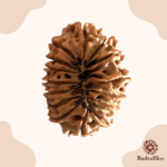 16 Mukhi Rudraksha nepal 27mm - view 2