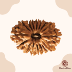16 Mukhi Rudraksha nepal 27mm - view 3