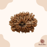 17 Mukhi Rudraksha - Nepal - 24.40mm Size