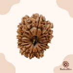 17 Mukhi Rudraksha - Nepal - 24.40mm Size - view 3