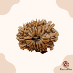 17 Mukhi Rudraksha - Nepal - 24.40mm Size - view 4
