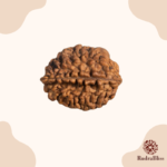 2 Mukhi Rudraksha - India - 18mm size