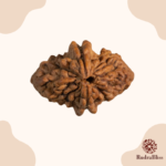 2 Mukhi Rudraksha - India - 18mm size - view 2