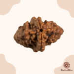 2 Mukhi Rudraksha - India - 18mm size - view 3