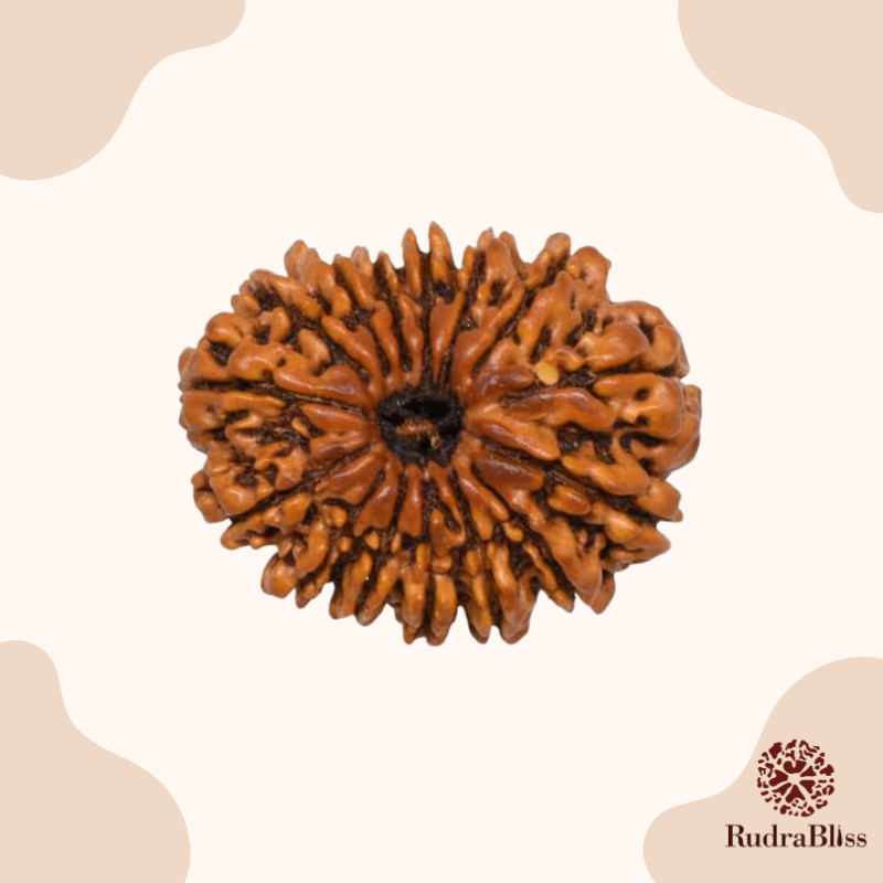 15 Mukhi Rudraksha bead - Nepali collection