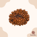 15 Mukhi Rudraksha Nepal 25mm - view 2