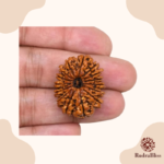 15 Mukhi Rudraksha Nepal 25mm - view 3