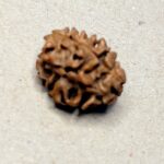 2 Mukhi Rudraksha Nepal - 14mm - view 2