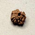 2 Mukhi Rudraksha Nepal - 14mm - view 3